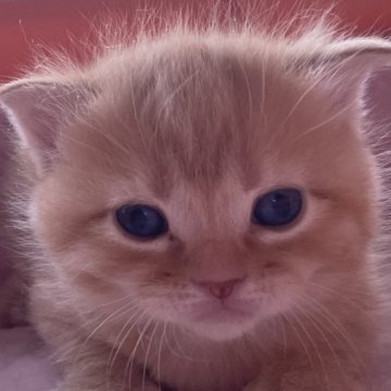 マンチカン(長足)【静岡県・男の子・2024年2月23日・レッドタビー】の写真「レッドタビーの男の子」