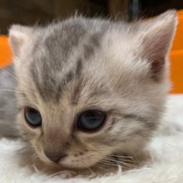 マンチカン(短足)【静岡県・男の子・2024年3月1日・シルバータビー】の写真「短足の男の子です。」