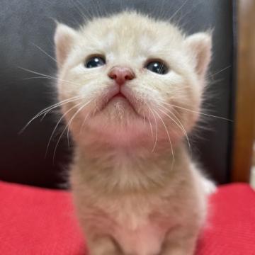 マンチカン(長足)【静岡県・男の子・2022年7月10日・クリームタビー】の写真「長足の　男の子です。
ガッチリした体型です。」