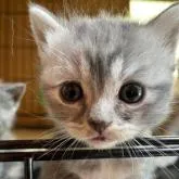 マンチカン(短足)【静岡県・女の子・2023年1月20日・ブルークリーム】の写真1「大きなお目目です。2月15日まで限定となります。生体料金です。」