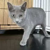 ロシアンブルー【静岡県・女の子・2024年3月10日・ブルー】の写真1「美人さんです！」