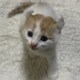 アメリカンカール