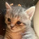 マンチカン(短足)【静岡県・女の子・2023年6月11日・ブルークリーム】の写真1「丸顔の可愛い女の子です😺」