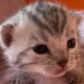 マンチカン(長足)【静岡県・男の子・2024年3月1日・シルバータビー】の写真1「お目目の大きな男の子」