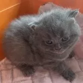 ブリティッシュショートヘア【静岡県・男の子・2024年2月29日・ブルー】の写真1「緊張してますが実物はとても可愛い🩷ですよ‼️」