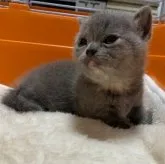 マンチカン(短足)【静岡県・女の子・2023年6月11日・ブルークリーム】の写真5「体に薄い柄があります‼️」