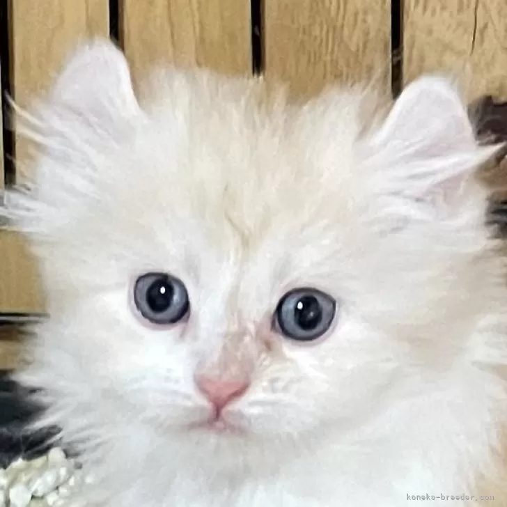 ID:2504-01123の子猫