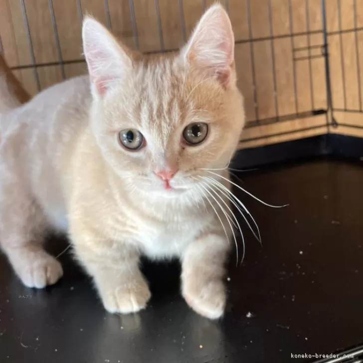 ID:2501-00834の子猫