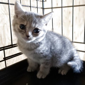 マンチカン(長足)【静岡県・女の子・2025年10月15日・ブルータビー（短毛）】の写真「お顔がチャーミングです。」