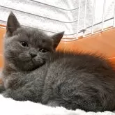 ブリティッシュショートヘア