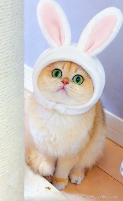 森　佑希(もり　ゆき)ブリーダー(埼玉県・ブリティッシュショートヘアなど・ICC/WCF/CFA登録)の紹介写真3