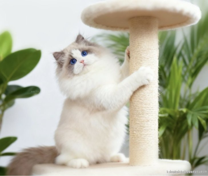 森　佑希(もり　ゆき)ブリーダー(埼玉県・ブリティッシュショートヘアなど・ICC/WCF/CFA登録)の紹介写真6