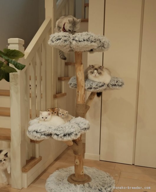 森佑希ブリーダーのブログ：猫たち大喜びキャットタワー(myunipet)