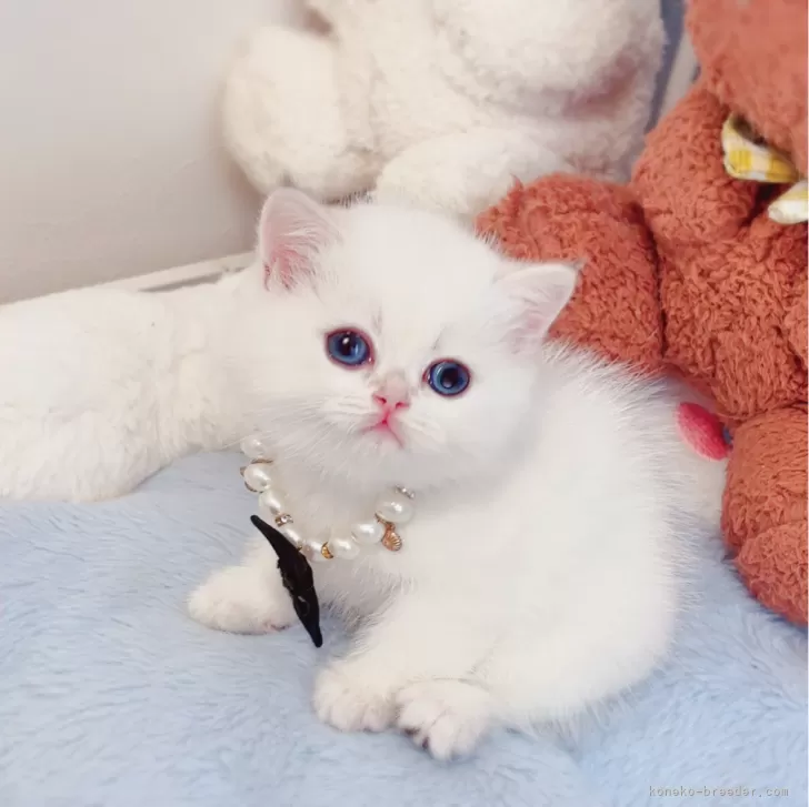 ID：2410-03464の子猫