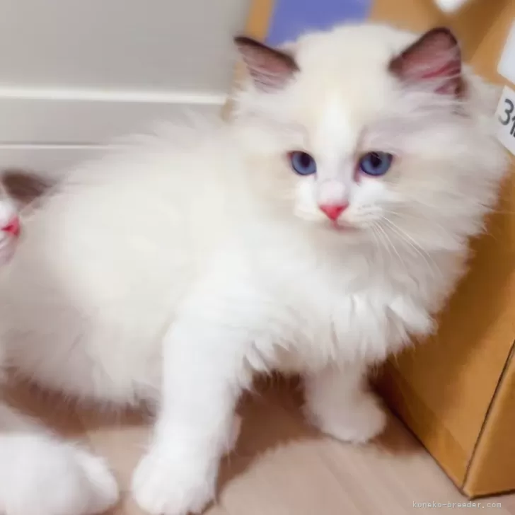 ID：2406-03120の子猫