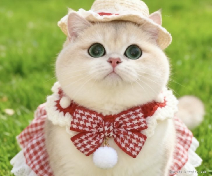 ブリティッシュショートヘア【・女の子・2021年7月16日・ブルーゴールデン】