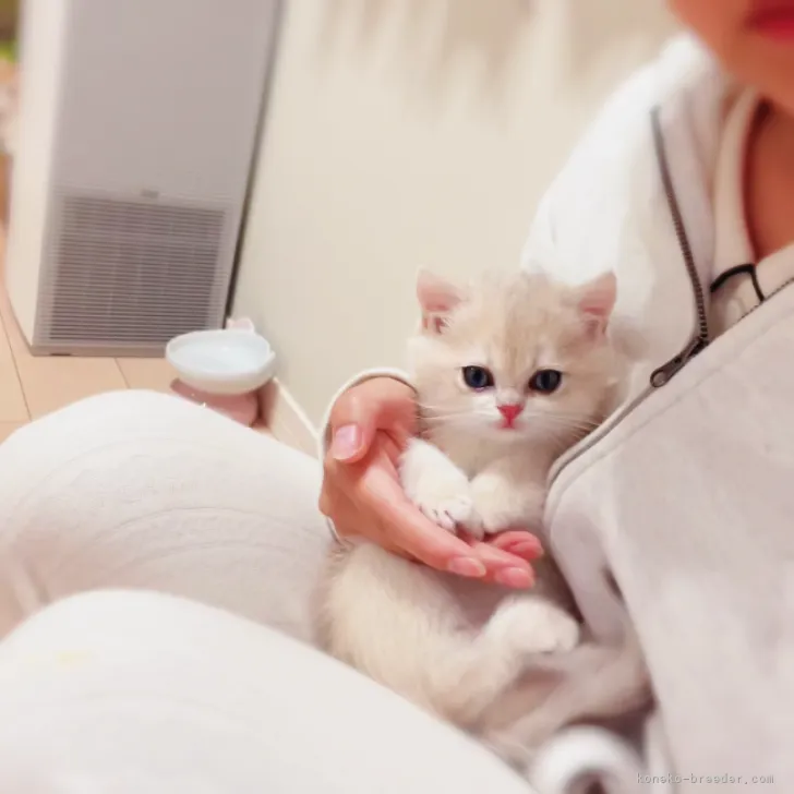 ID：2310-02255の子猫