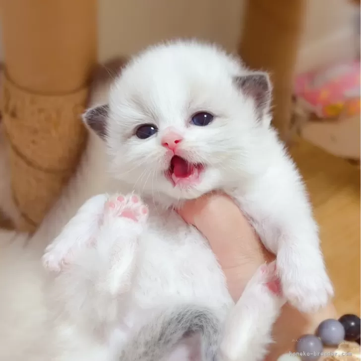 ID：2410-01692の子猫