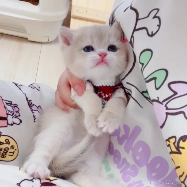 ID:2303-00628の子猫
