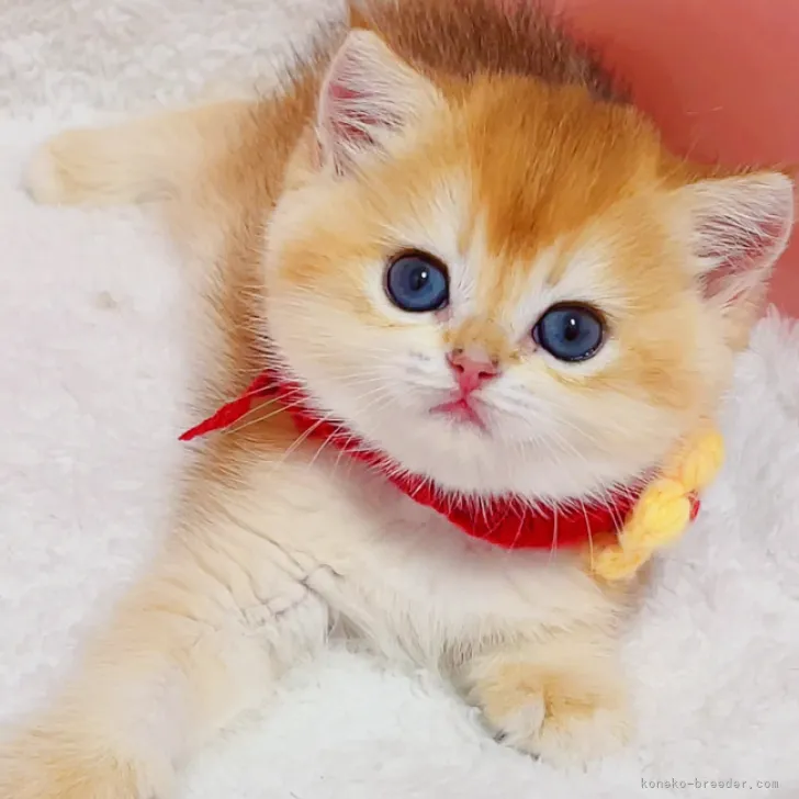 ID:2308-00526の子猫