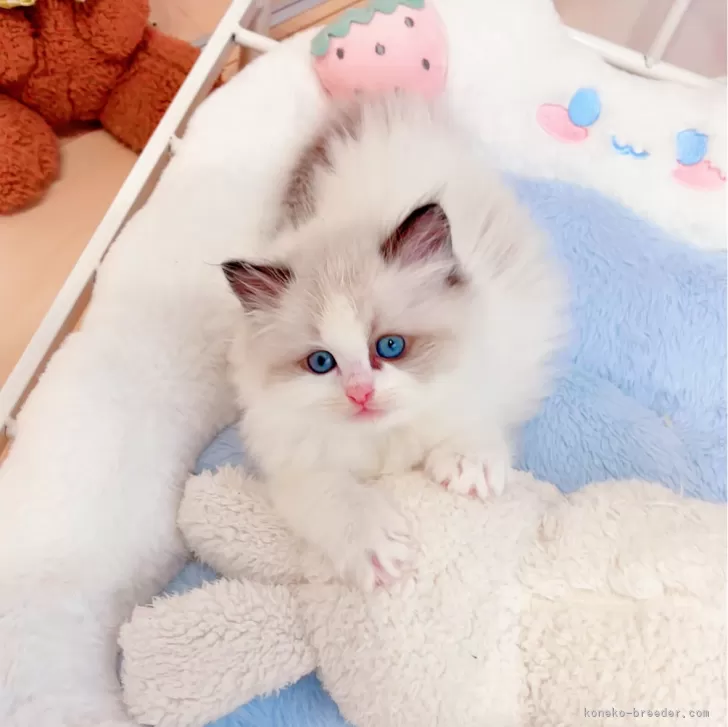 ID：2403-01019の子猫