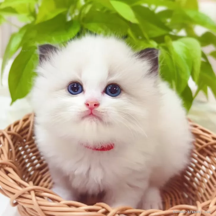 A.M 様のお迎えした子猫