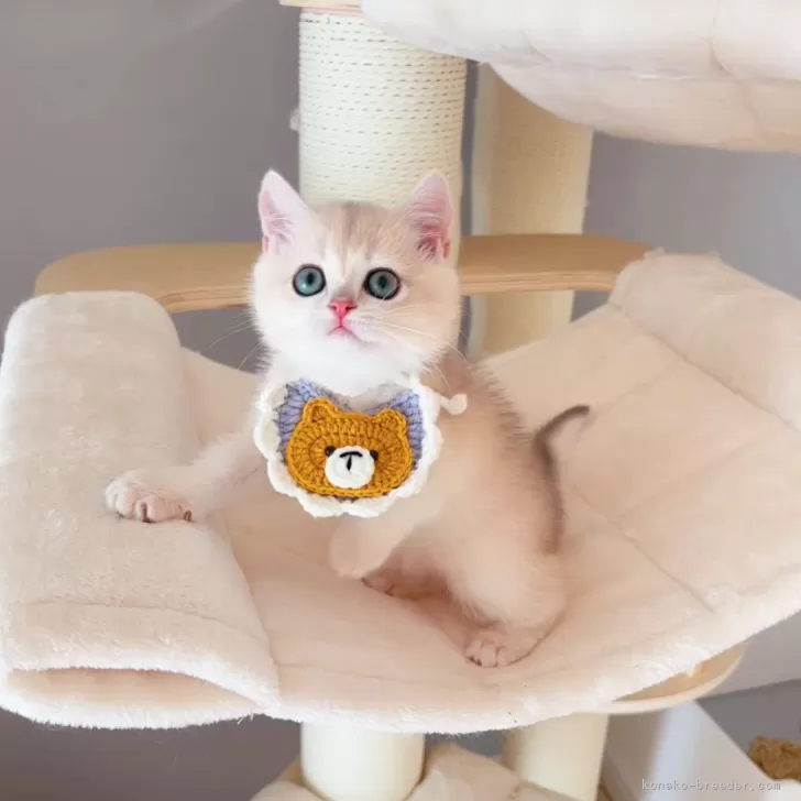 C.K 様のお迎えした子猫