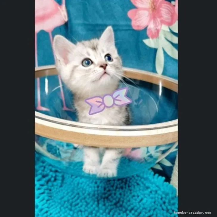 ID:2212-01275の子猫