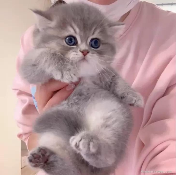 ID：2401-01374の子猫