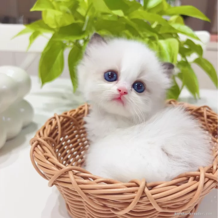ID:2410-02508の子猫
