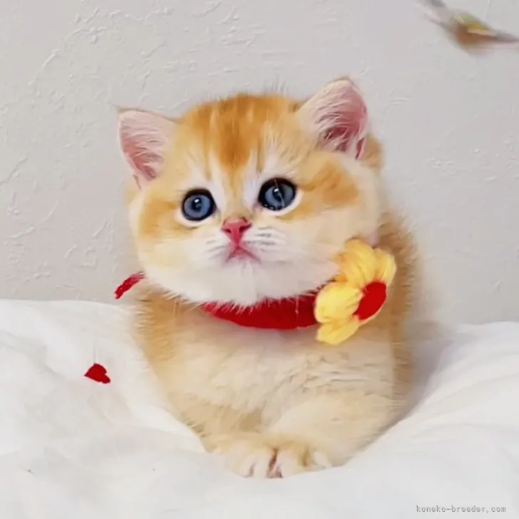 ID：2307-03149の子猫