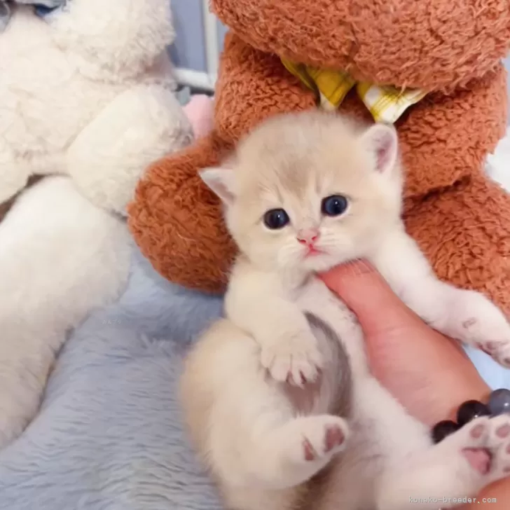 T.M 様のお迎えした子猫