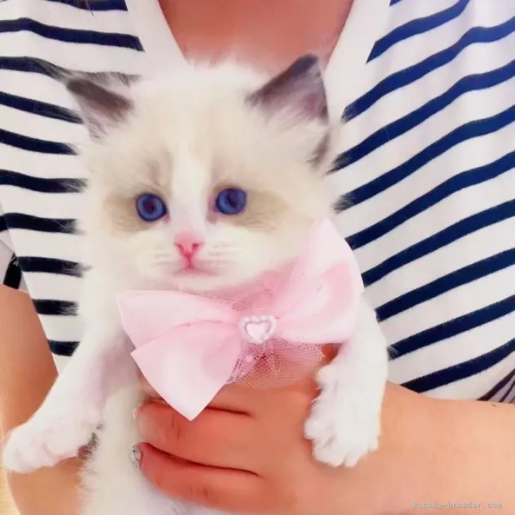 ID:2304-02244の子猫