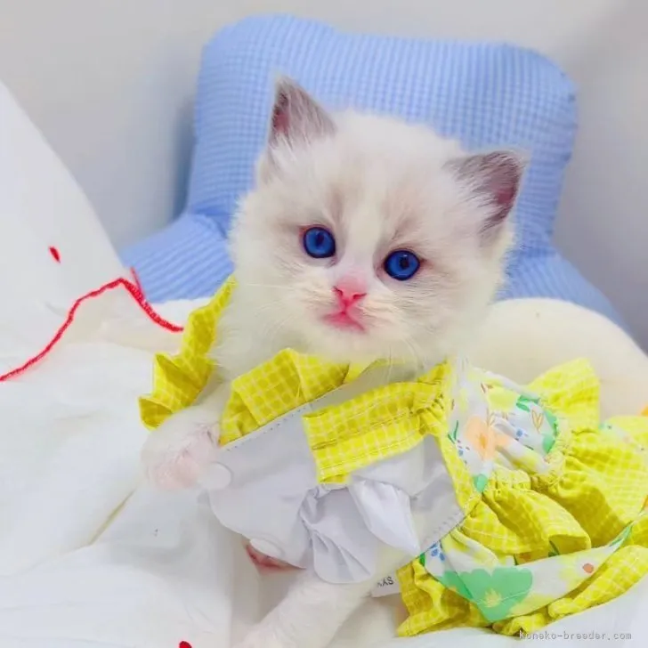 ID：2304-02005の子猫