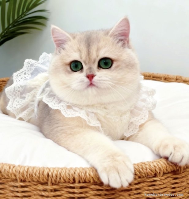 ブリティッシュショートヘア【・男の子・2021年8月1日・ブルーゴールデン】