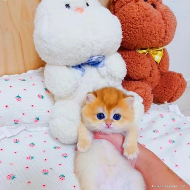ID：2210-00090の子猫