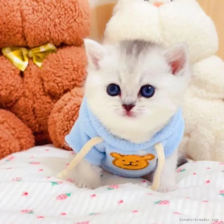 ID：2211-01318の子猫