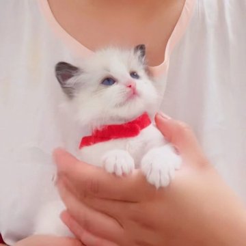 ラグドール【埼玉県・女の子・2023年4月26日・シールポイントバイカラー】の写真「美しいお姫様、目が綺麗なブルー」