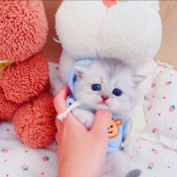 ブリティッシュショートヘア【埼玉県・男の子・2022年10月13日・シルバーシェーデット】の写真「困ったような顔可愛いですね💕癒される」