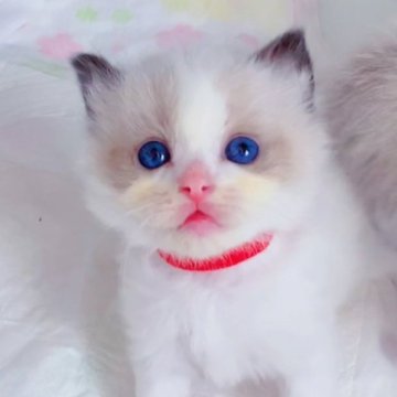 ラグドール【埼玉県・女の子・2023年3月26日・シールポイントバイカラー】の写真「甘えん坊，食いしん坊」