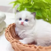 ラグドール【埼玉県・男の子・2024年9月24日・シールポイントバイカラー】の写真1