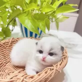 ラグドール【埼玉県・男の子・2024年11月18日・シールポイントバイカラー】の写真2