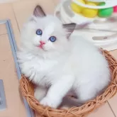 ラグドール【埼玉県・男の子・2024年4月27日・シールポイントバイカラー】の写真2