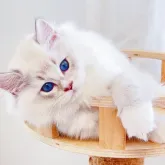 ラグドール【埼玉県・男の子・2023年4月15日・シールリンクスポイント】の写真2