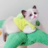 ラグドール【埼玉県・女の子・2024年3月29日・シールポイントバイカラー】の写真2「困ったような目可愛いですね」