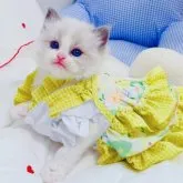 ラグドール【埼玉県・女の子・2023年3月26日・ブルーポイントバイカラー】の写真2「35日の写真」