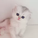 ブリティッシュショートヘア【埼玉県・女の子・2024年6月1日・シルバー】の写真2