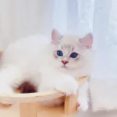 ラグドール【埼玉県・男の子・2023年4月15日・シールリンクスポイント】の写真3