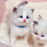 ラグドール【埼玉県・男の子・2024年2月12日・シールポイントバイカラー】の写真3