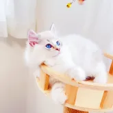 ラグドール【埼玉県・男の子・2023年4月15日・シールリンクスポイント】の写真4